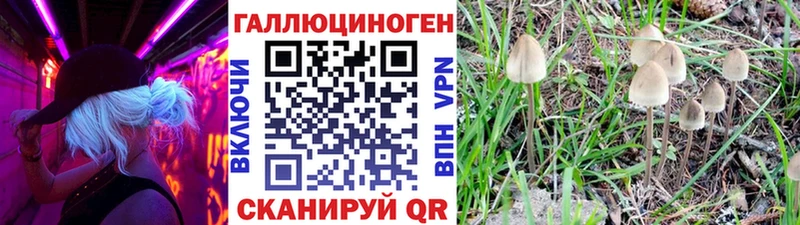 цены   Саранск  Псилоцибиновые грибы Psilocybine cubensis 